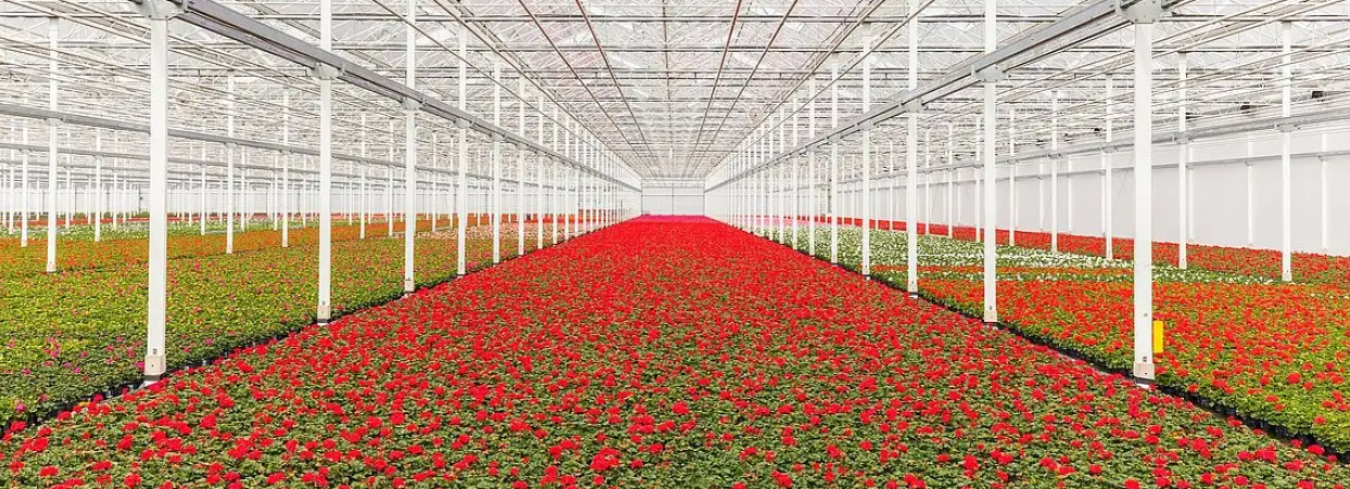 Cosy Climate in the Greenhouse - Climate Sensors Ensure Optimum Growing Conditions